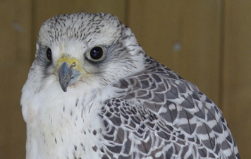 Effarouchage avec des buses afin de protéger les oiseaux